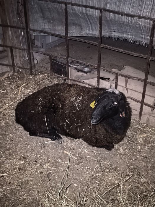 Продам хорошего барана