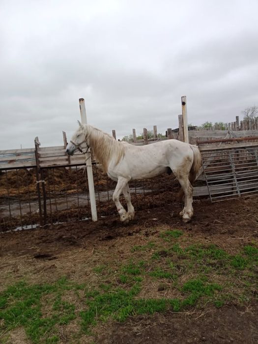 продам жеребца