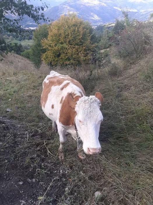 Vaci de vânzaree