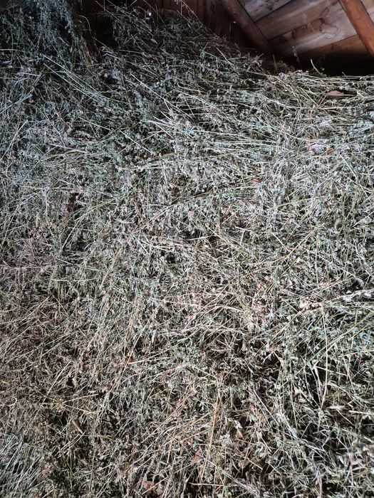 Vând lucernă și fân de gradina