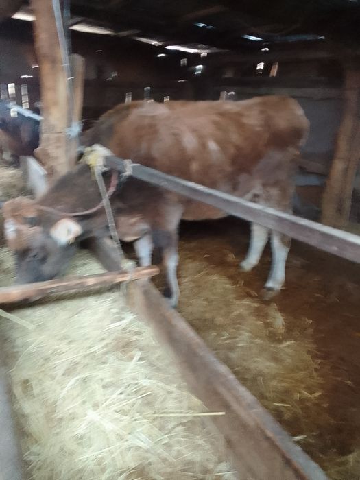 Продам корову 4 года