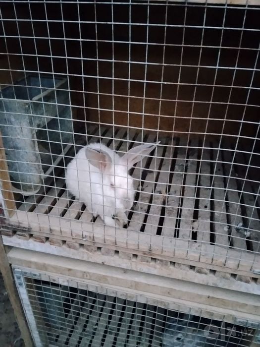Quyonlar va maxsus quyon qafasi sotiladi  Quyonlar va kletka