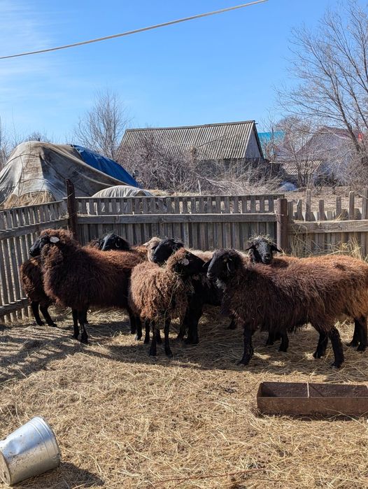 Продам овцематок