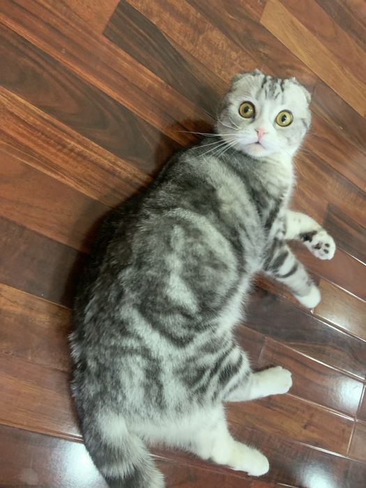 Scottish fold cute