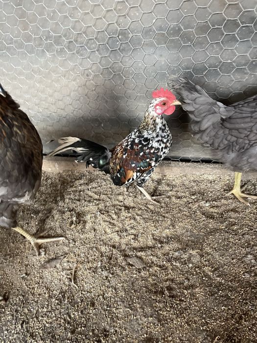 Vand gaini americane