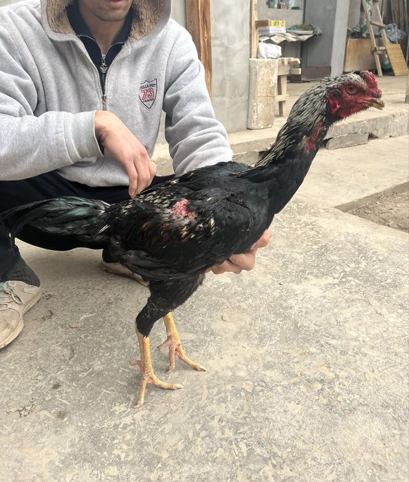 Dakan xo’roz tovuqi bilan birga turk toza