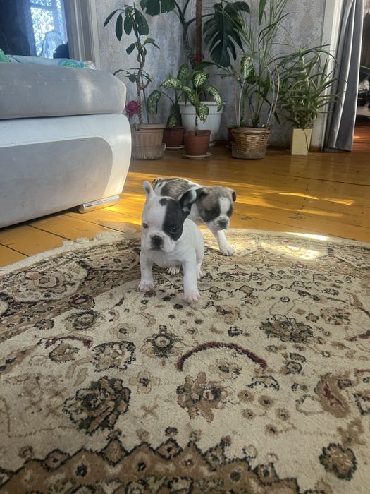 Продам французких бульдогов