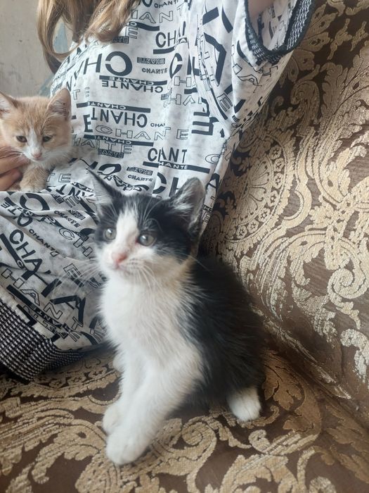 Отдам котят в хорошие руки