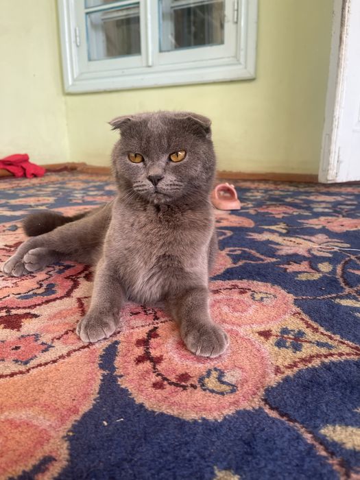 Mushug sotiladi beozor yuvosh