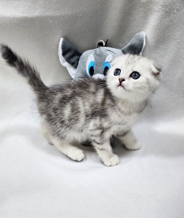 Мальчик скоттиш фолд серебристая шиншилла