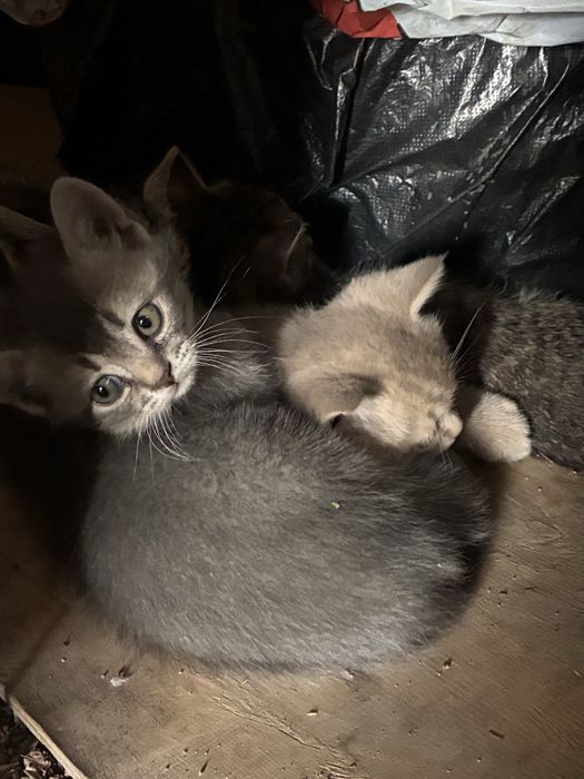 Котята в добрые руки - бесплатно