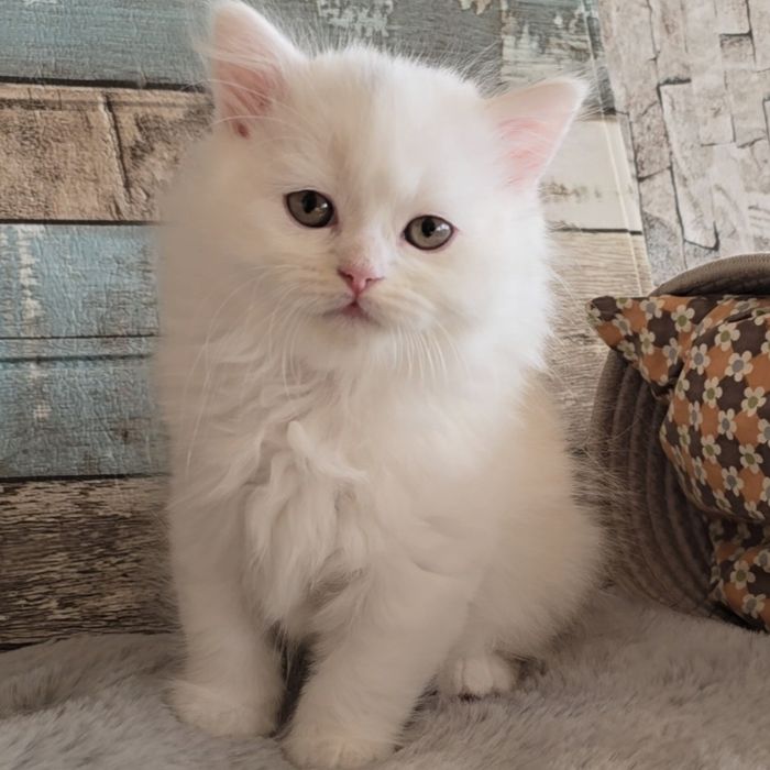 Британски котета.  Породисто  коте