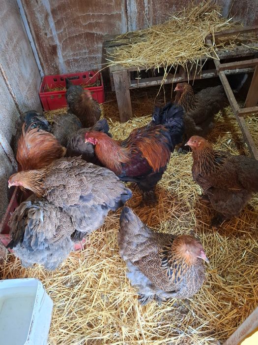 Разплодни яица от брама кохен и орпигтон