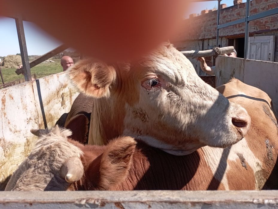 Перевозка скота 8777