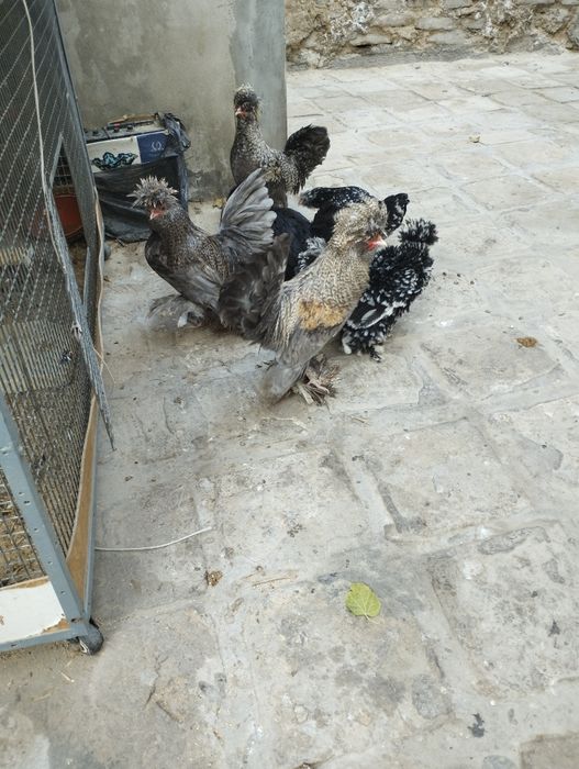 Продаётся молодые Бетнамки