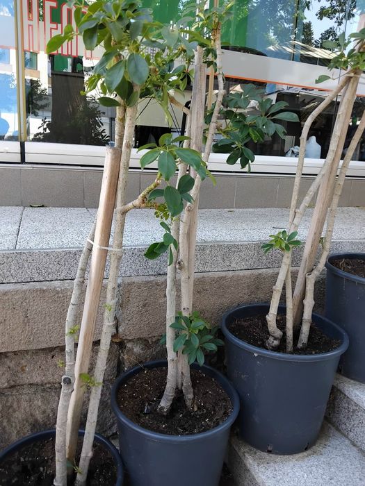 Продавам Шефлера / Schefflera 10 годишна, 170 см. височина, 10 броя