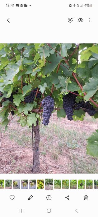 Vând struguri pentru vin