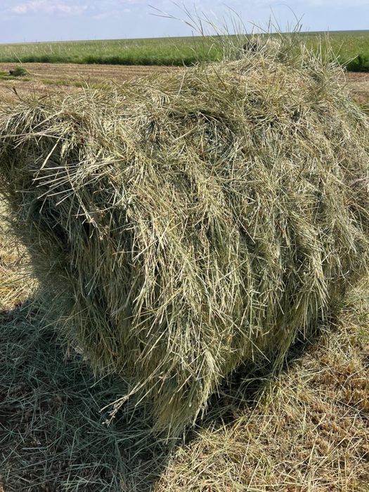 продам сено рулонное