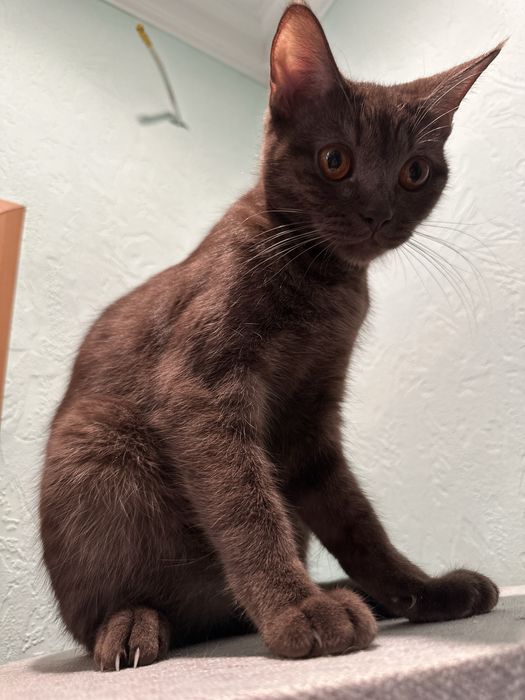 Британка прямоухая