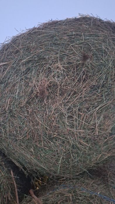 Vand baloti lucerna   baloti fan sau schimb cu vitei