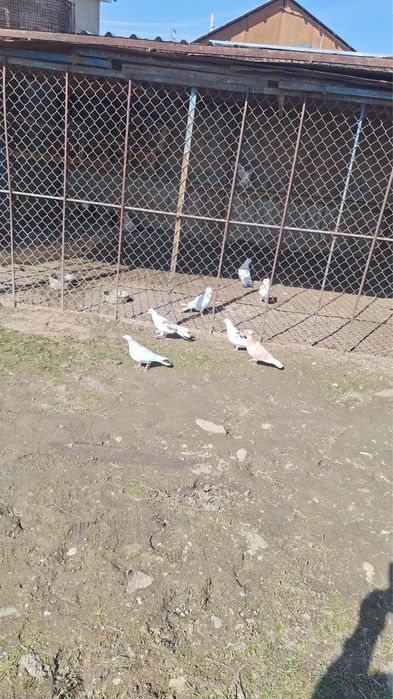 Продам голубей бакинцы