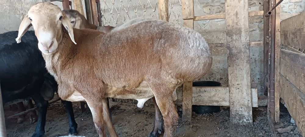 Qochqorla bor qurbonlika