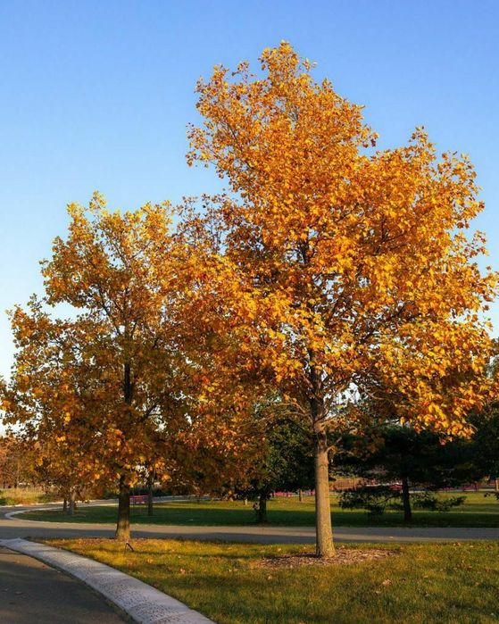 Lola daraxti ko'chati (Тюльпанное дерево)