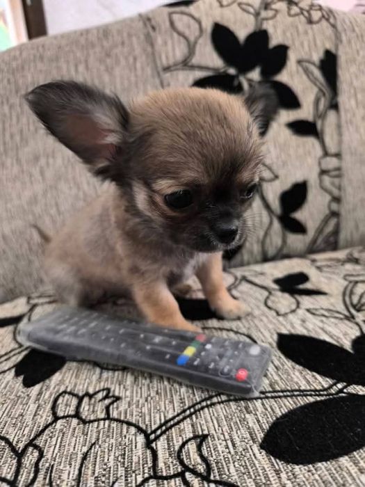 Чихуахуа момче и момиче