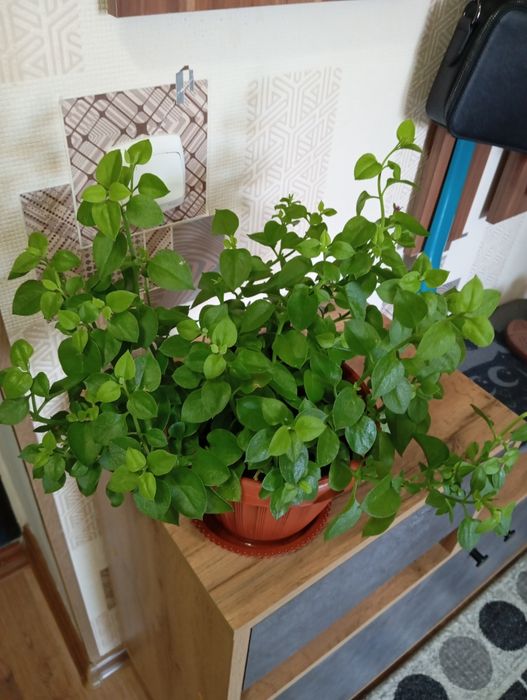 Продам комнатные растения