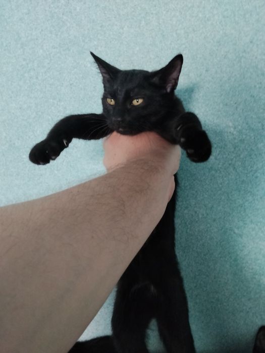Котята метисы Мейн Кун