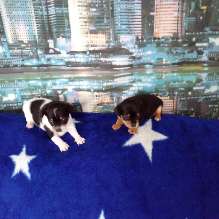 Продам мини тойтерьеров