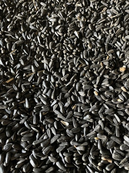 Подсолнух, чечевица красная от ТОО