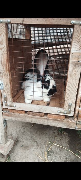 Продам кролика Строкач