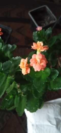 продам цветущие каланхоэ махровые