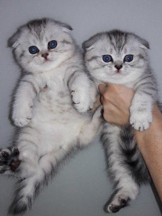 Вислоухие шотландские котята