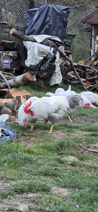 Italiana perlat(lavanda)