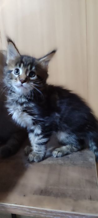 Ранняя бронь на котят Мейн-Кун.