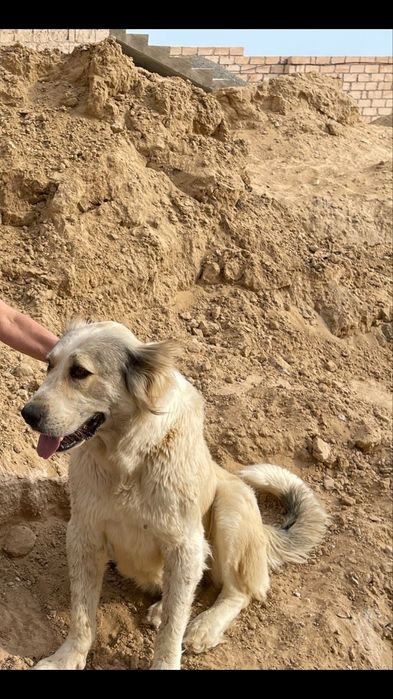 Анальды порно Техас