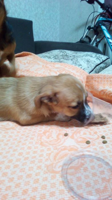 Щенки домашние 3месяца