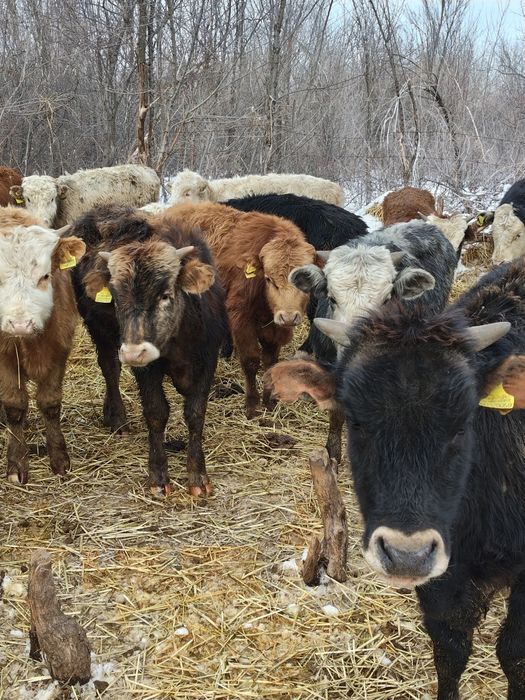 Продам Бычков породы гелефорд