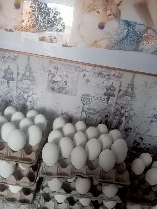 Инкубационое яицо гуся,