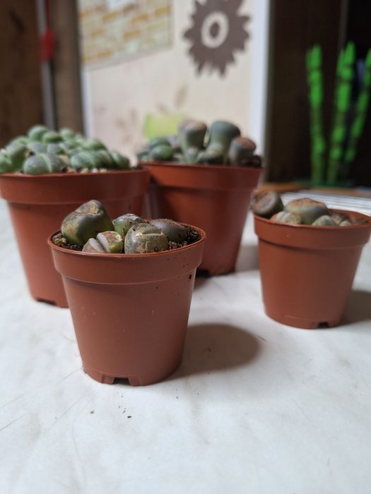 Floare lithops - piatră vie