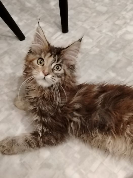 Мейн-куны котята