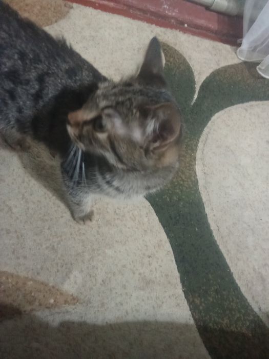 Отдам котенка мальчика