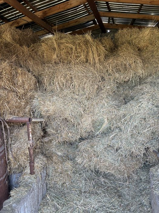 Шоп эспарсент жонышка