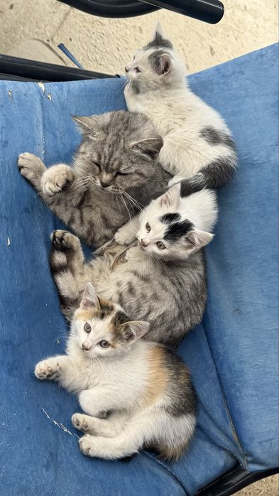 маленькие котята