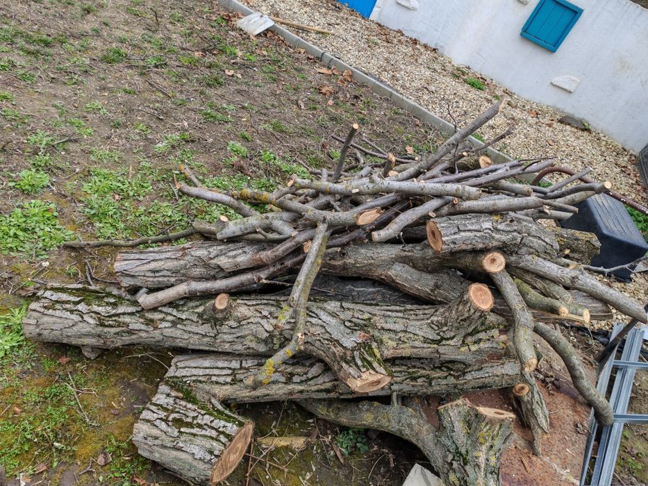 Vând trunchi de nuc