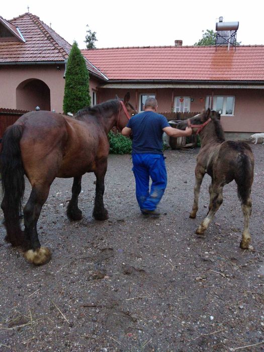 Iapa 16 ani și mânz