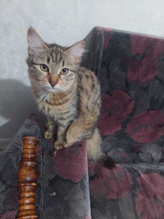 Предлагаю кошку в добрые руки