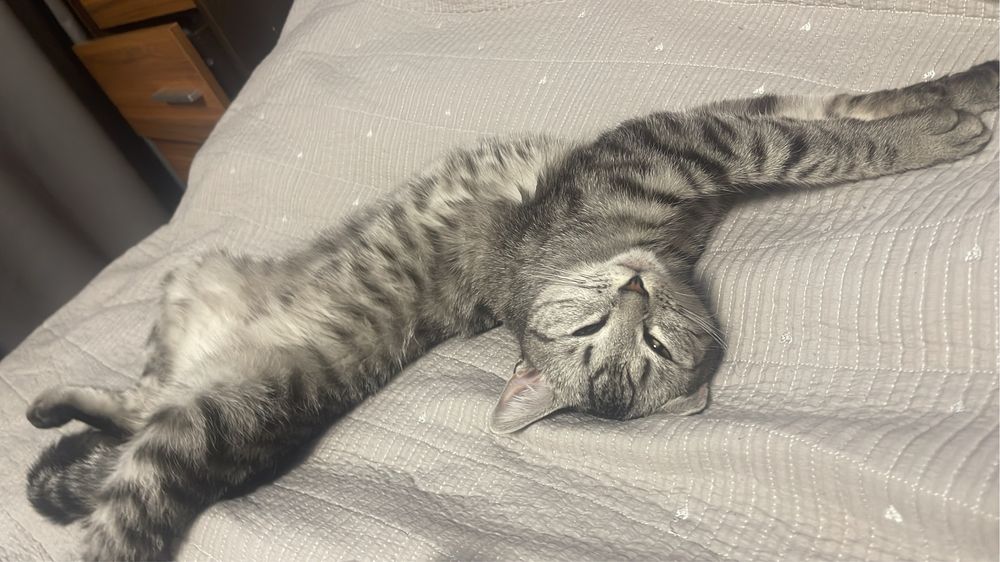 Кошка домашняя шатландская